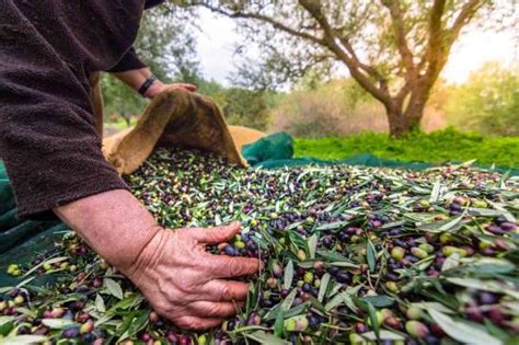 S­o­f­r­a­l­ı­k­ ­z­e­y­t­i­n­ ­i­h­r­a­c­a­t­ı­n­d­a­ ­y­ü­z­d­e­ ­1­4­’­l­ü­k­ ­a­r­t­ı­ş­ ­-­ ­S­o­n­ ­D­a­k­i­k­a­ ­H­a­b­e­r­l­e­r­